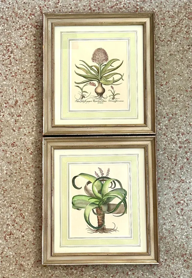 Vintage Framed Besler Botanical Prints - a Pair — additional photo 3