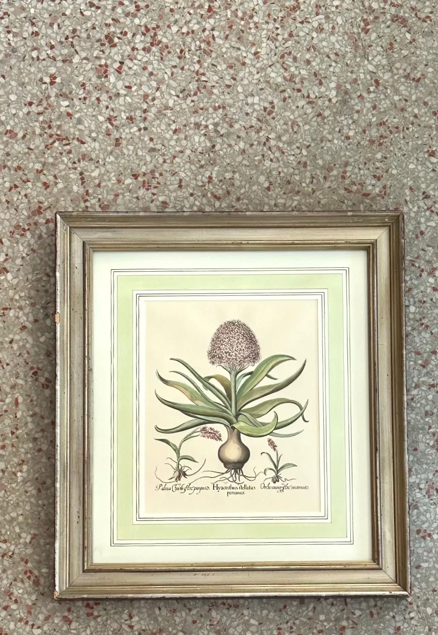 Vintage Framed Besler Botanical Prints - a Pair — additional photo 4