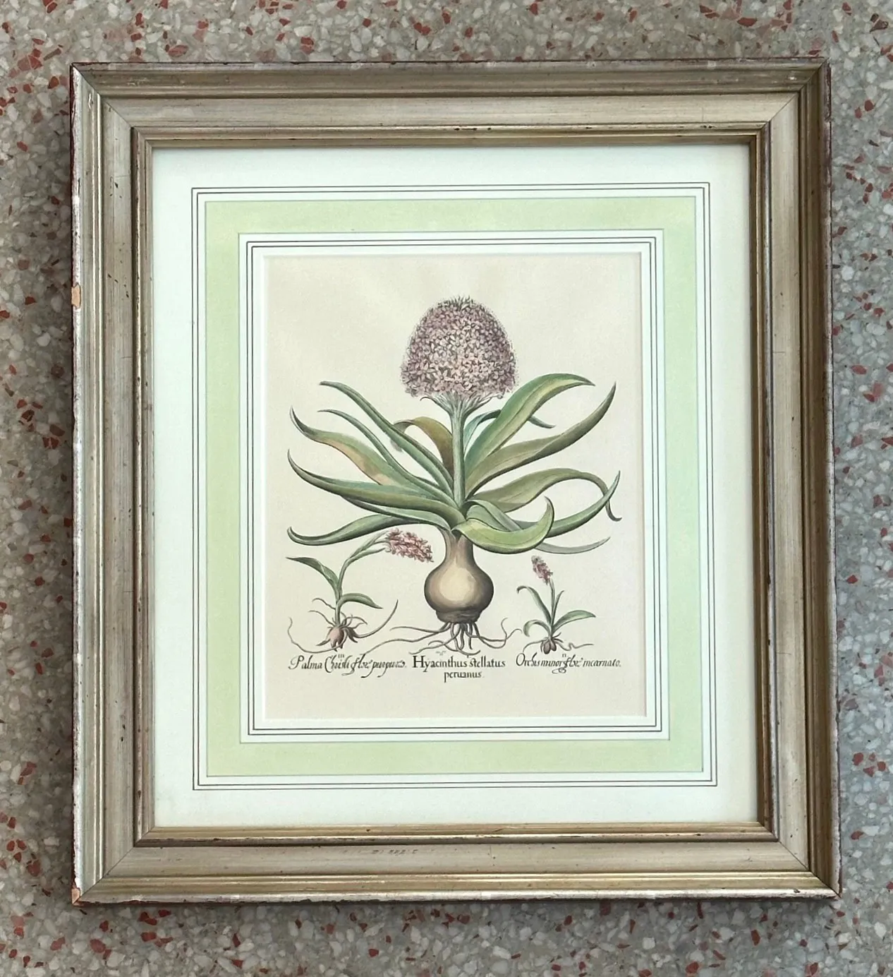 Vintage Framed Besler Botanical Prints - a Pair — additional photo 5