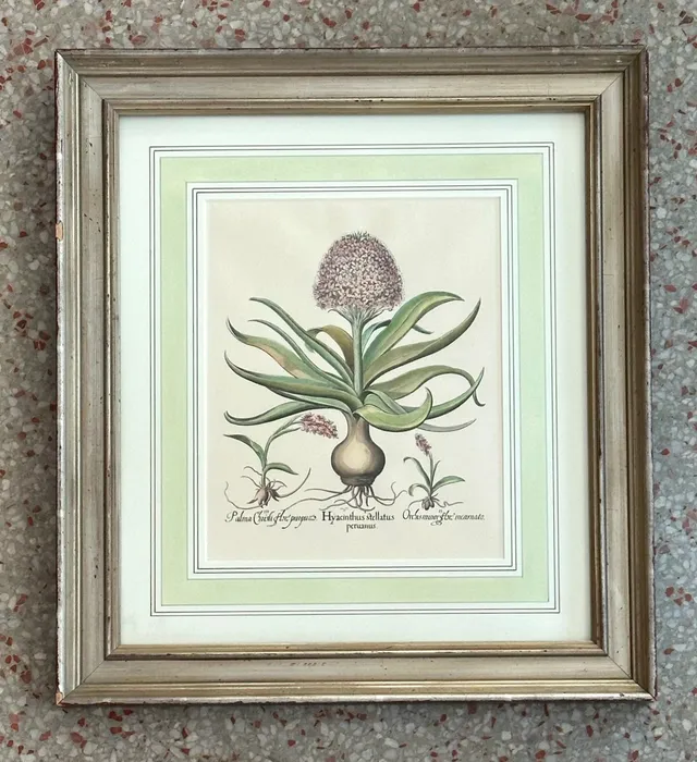 Vintage Framed Besler Botanical Prints - a Pair — additional photo 5