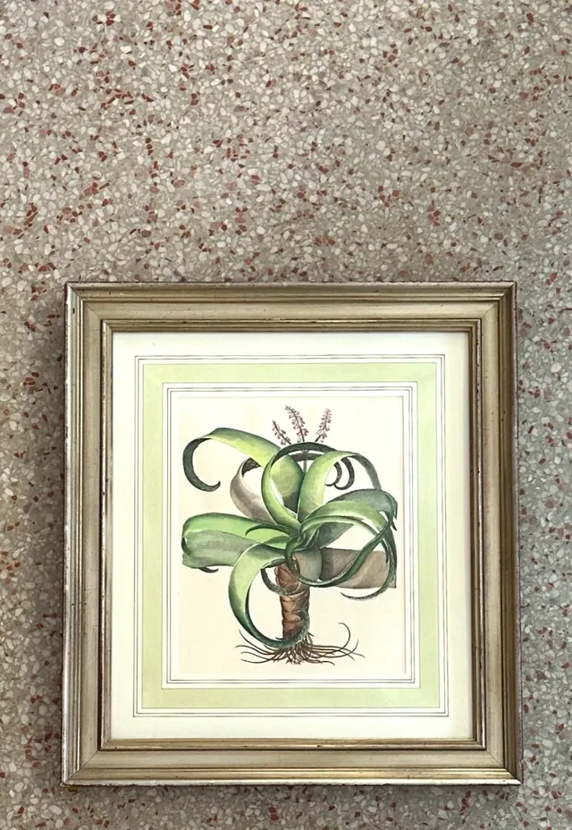 Vintage Framed Besler Botanical Prints - a Pair — additional photo 6
