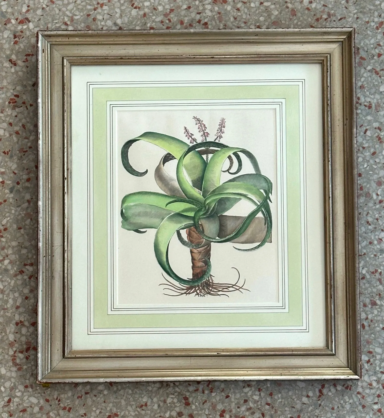 Vintage Framed Besler Botanical Prints - a Pair — additional photo 7
