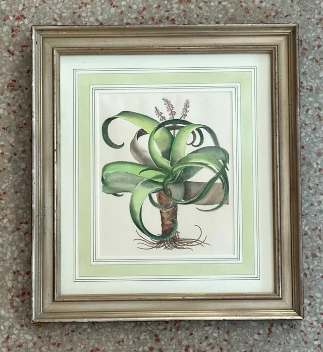 Vintage Framed Besler Botanical Prints - a Pair — additional photo 7