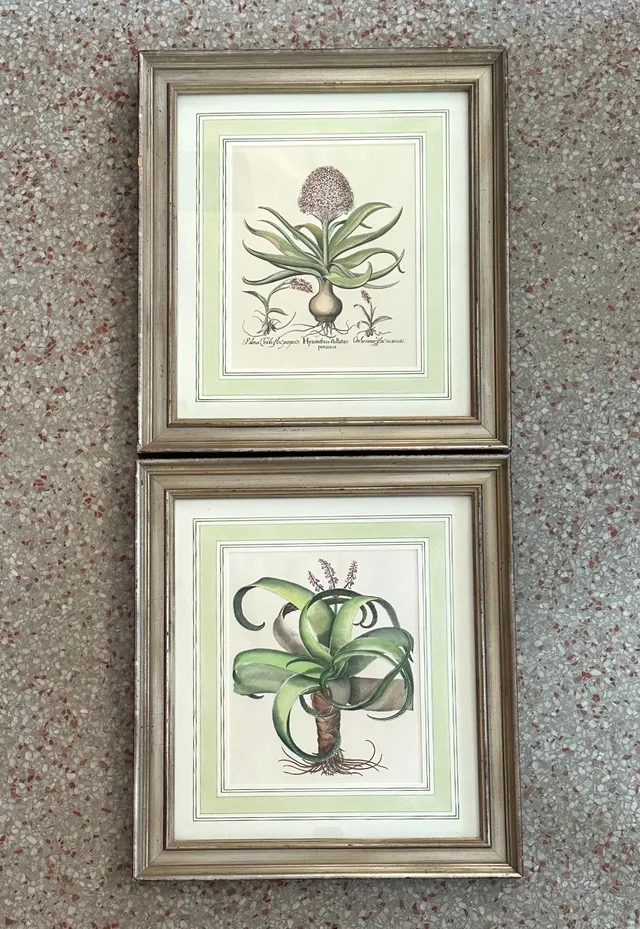 Vintage Framed Besler Botanical Prints - a Pair — additional photo 8