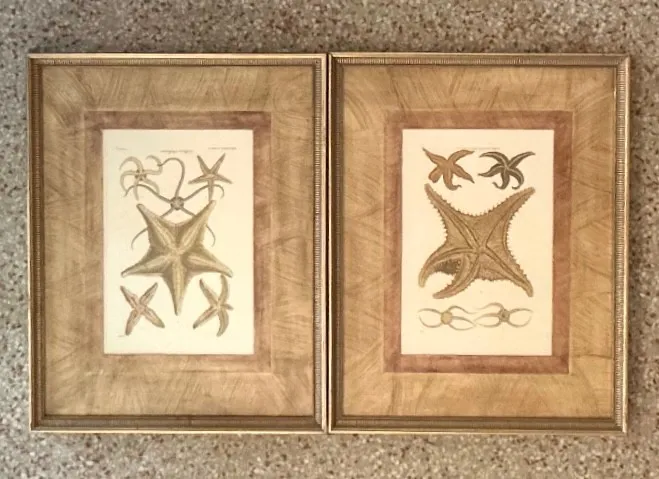 Vintage Framed Nautical Starfish Prints - a Pair — additional photo 1