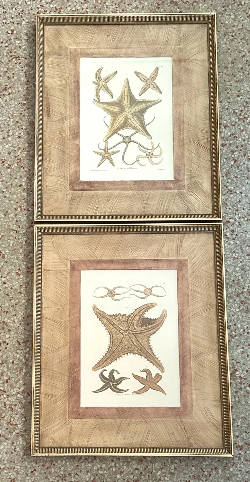 Vintage Framed Nautical Starfish Prints - a Pair — additional photo 2