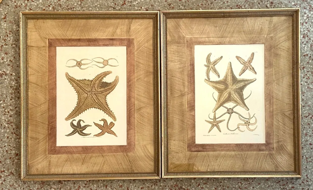 Vintage Framed Nautical Starfish Prints - a Pair — additional photo 3