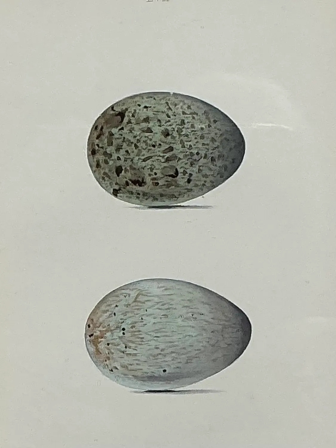 Vintage Original Book Plate of an Egg — additional photo 2