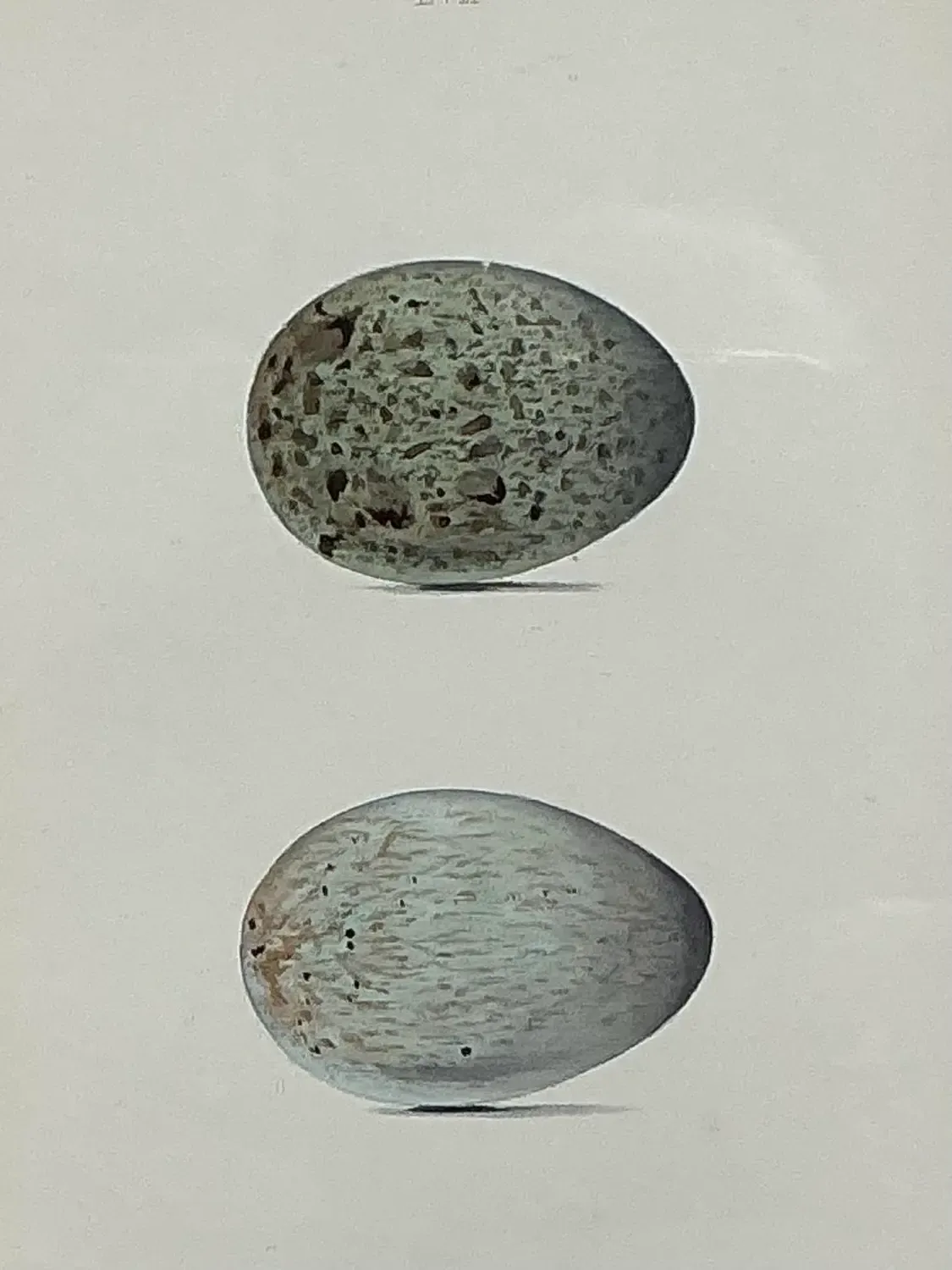 Vintage Original Book Plate of an Egg — additional photo 3