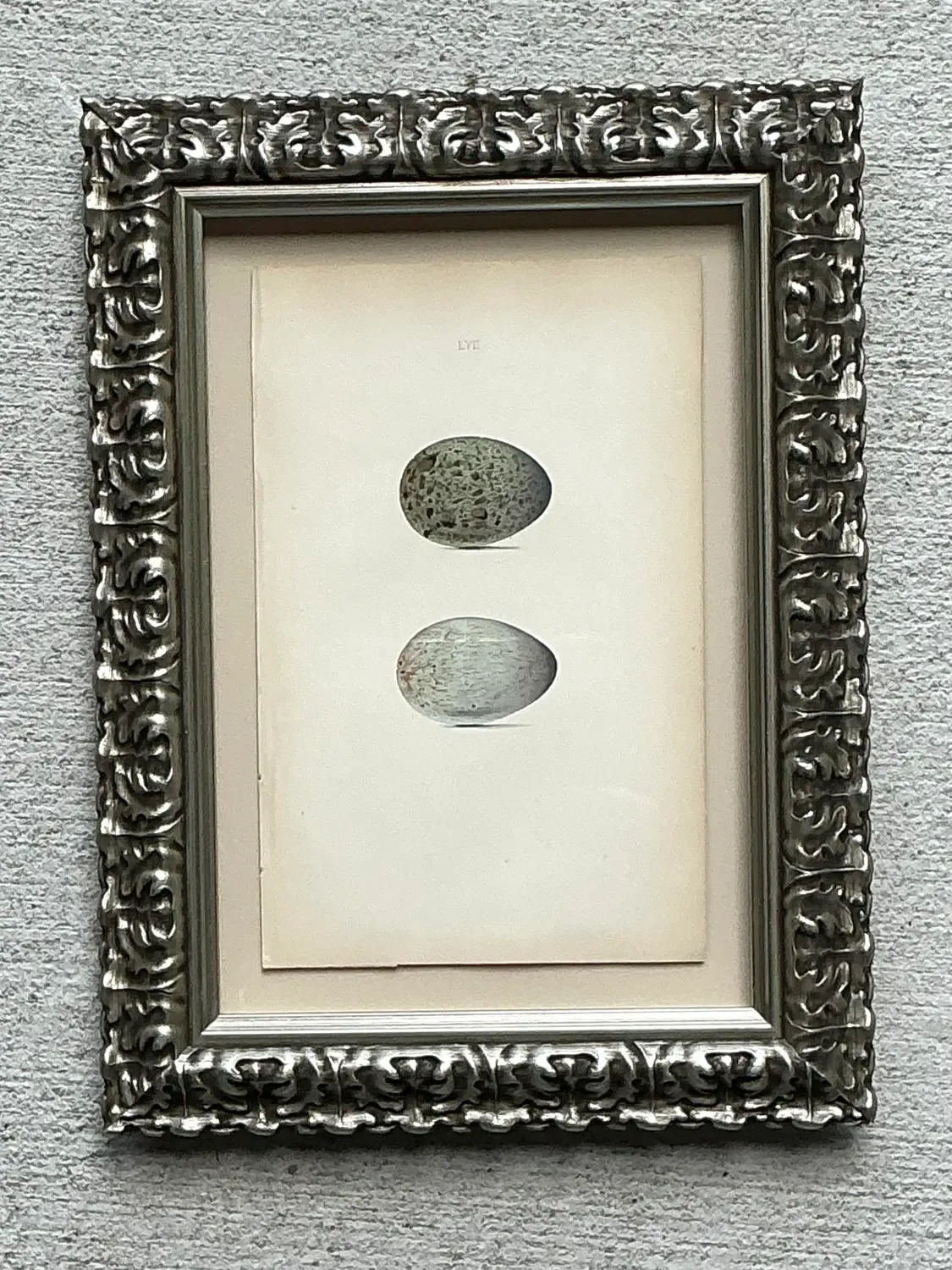 Vintage Original Book Plate of an Egg — additional photo 4