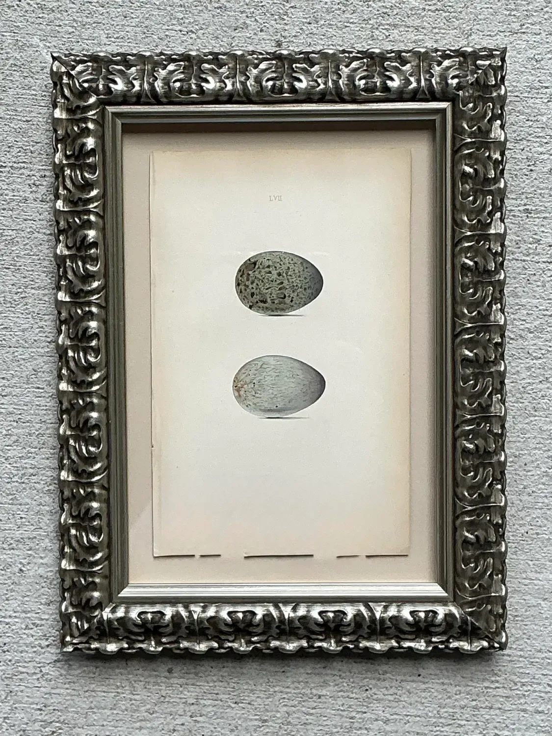 Vintage Original Book Plate of an Egg — additional photo 6
