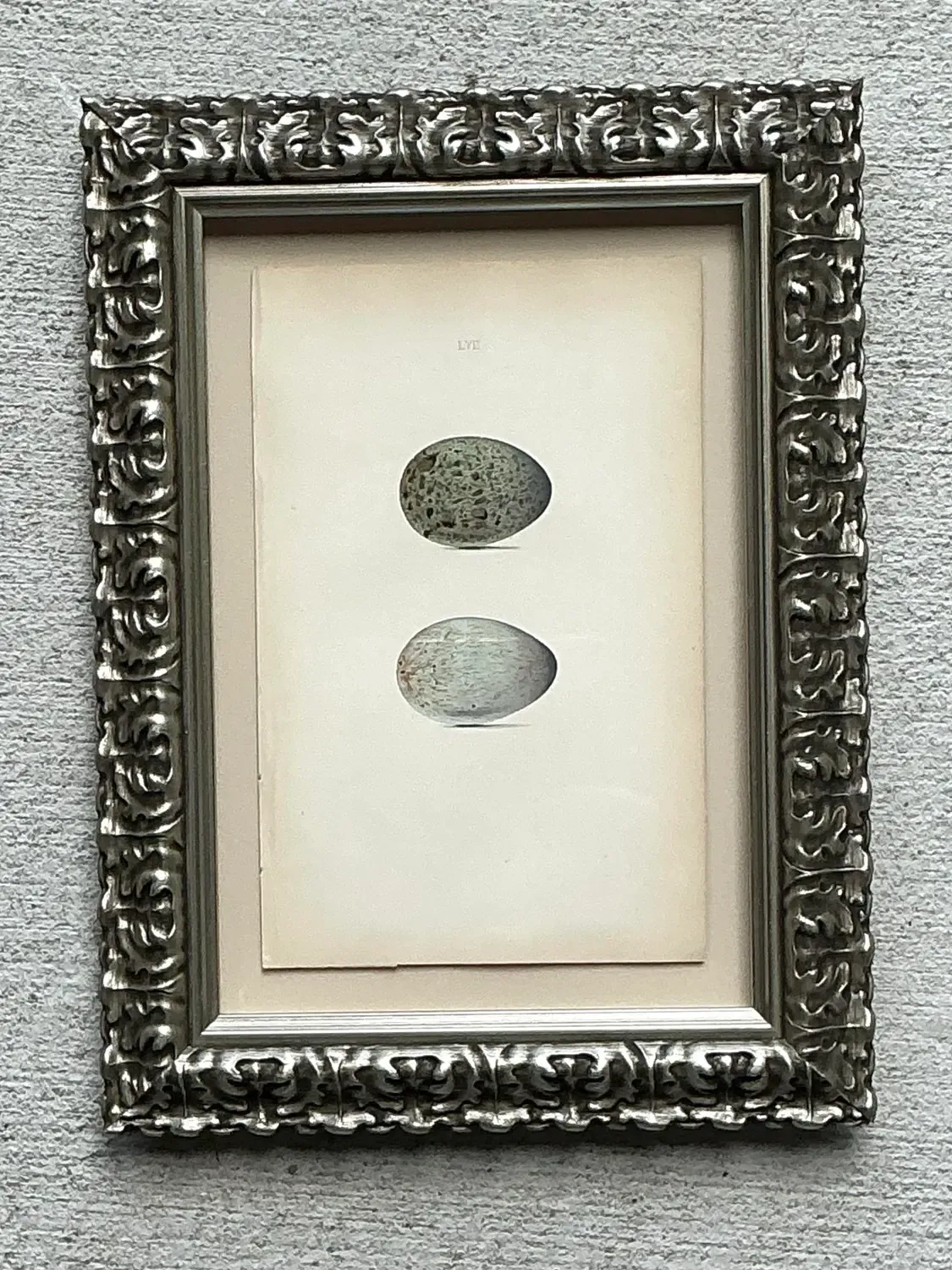Vintage Original Book Plate of an Egg — additional photo 8