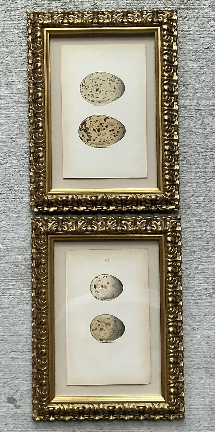 Vintage Original Book Plates of Eggs - A Pair — additional photo 1