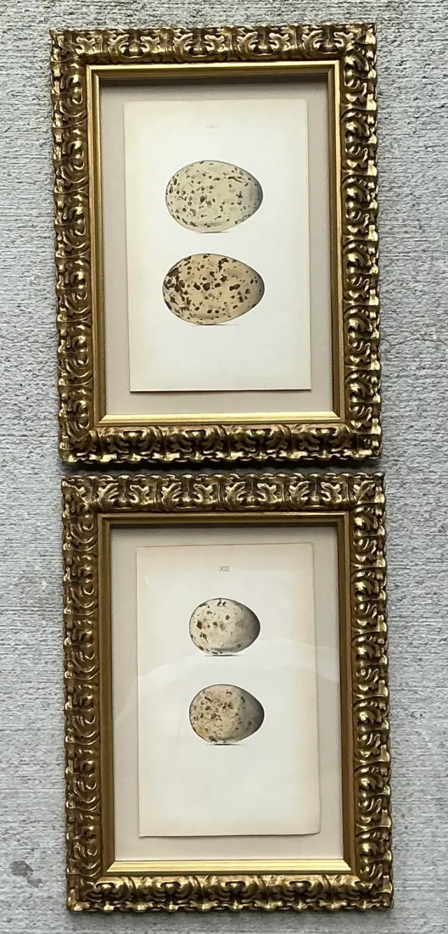 Vintage Original Book Plates of Eggs - A Pair — additional photo 2