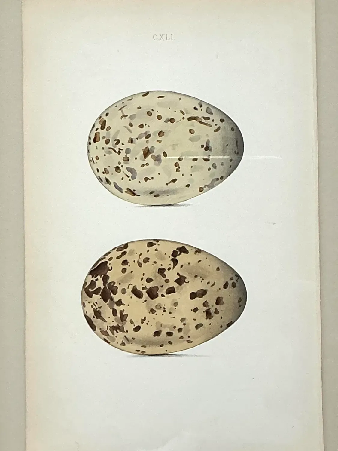 Vintage Original Book Plates of Eggs - A Pair — additional photo 3
