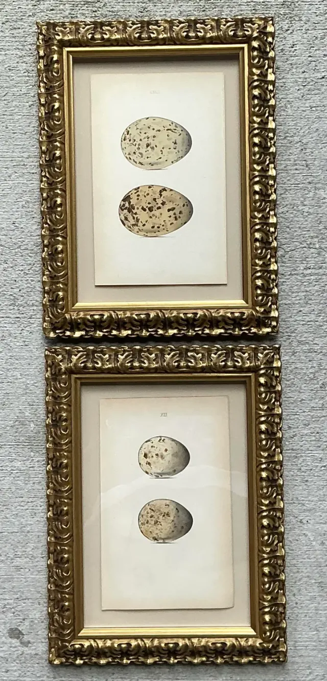 Vintage Original Book Plates of Eggs - A Pair — additional photo 4