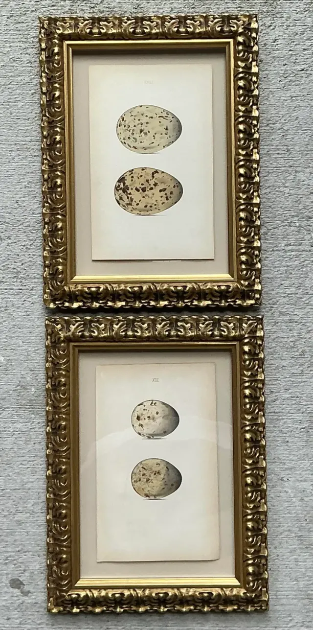 Vintage Original Book Plates of Eggs - A Pair — additional photo 5