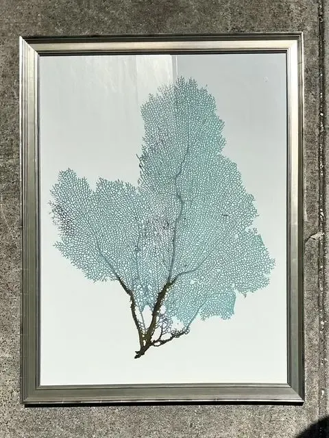 Vintage Original Coral Fan Print — additional photo 4