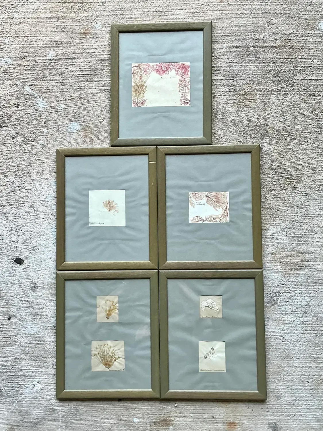 Vintage Pressed Specimen Clippings - Set of 5 — additional photo 1