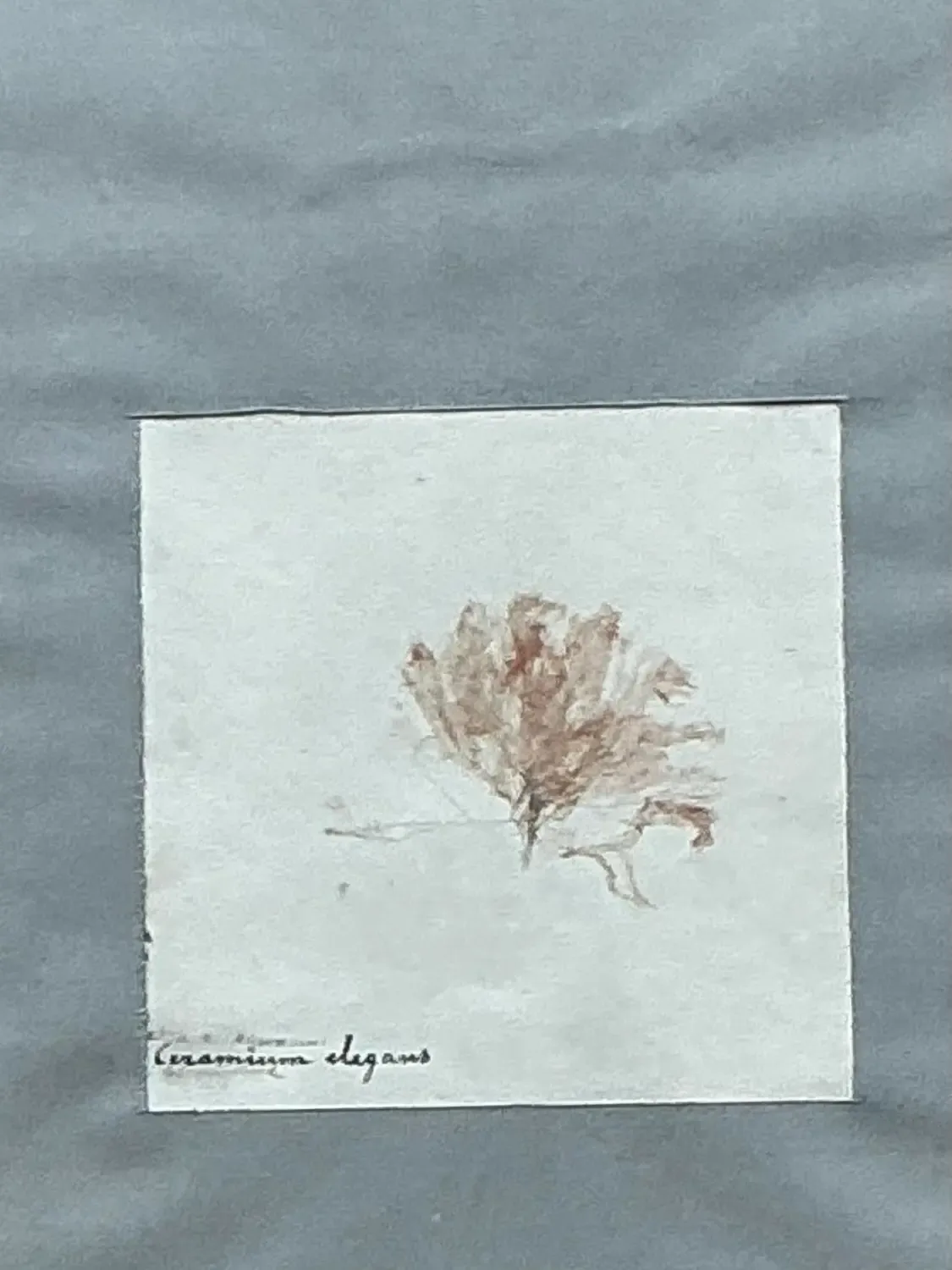 Vintage Pressed Specimen Clippings - Set of 5 — additional photo 2