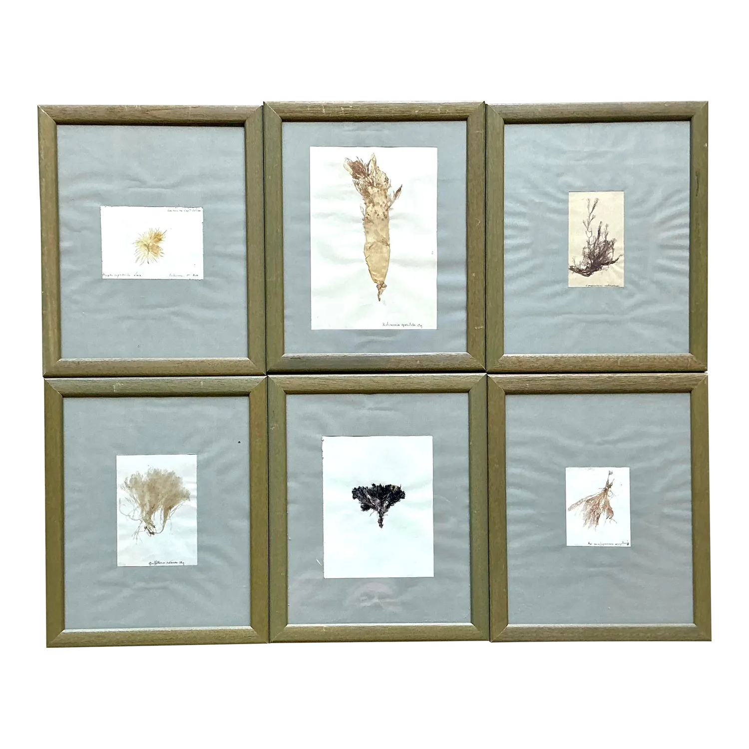 Vintage Pressed Specimen Plant Clippings - Set of 6