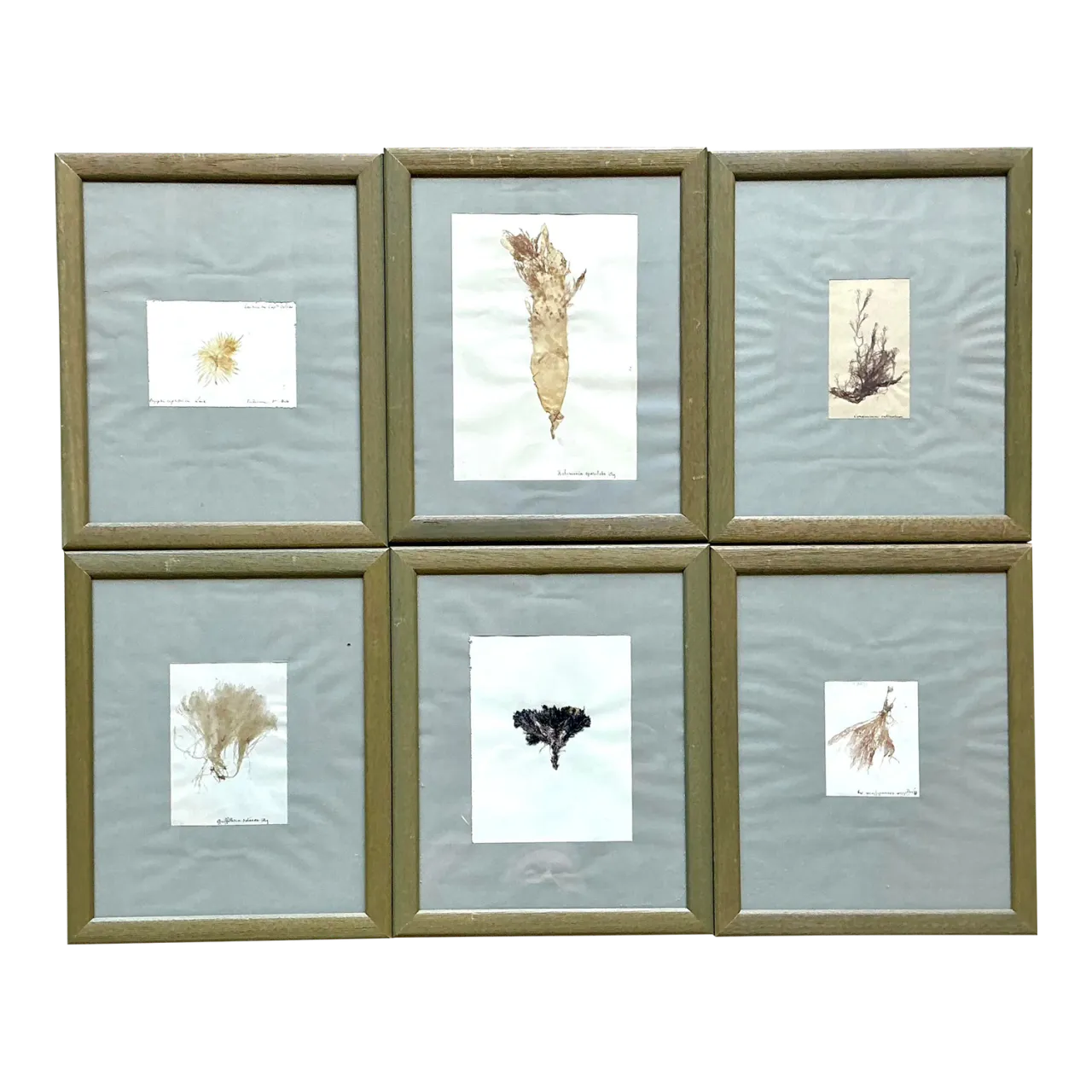Vintage Pressed Specimen Plant Clippings - Set of 6