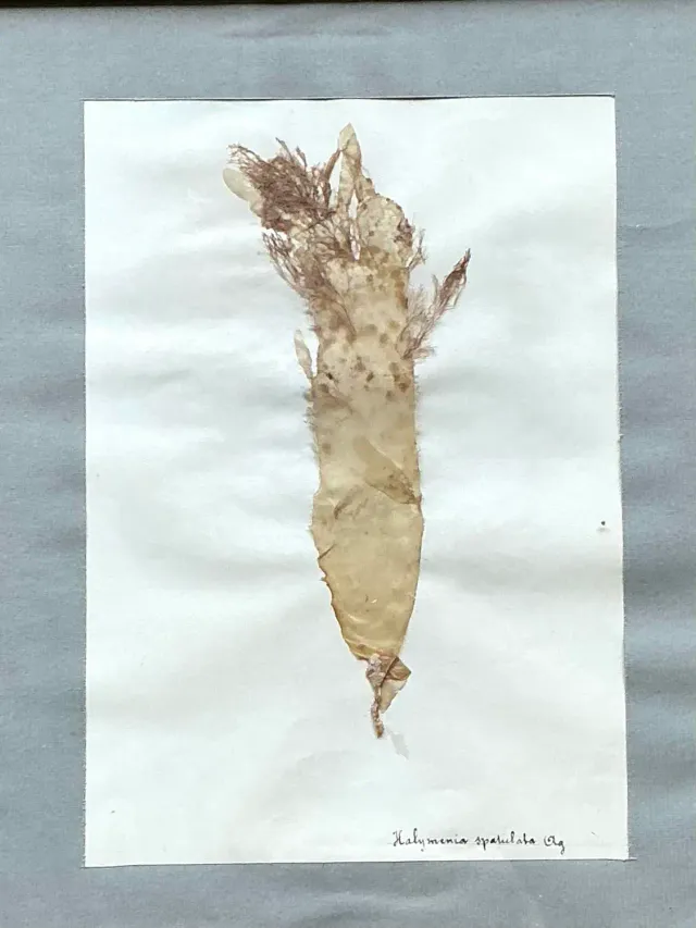 Vintage Pressed Specimen Plant Clippings - Set of 6 — additional photo 1