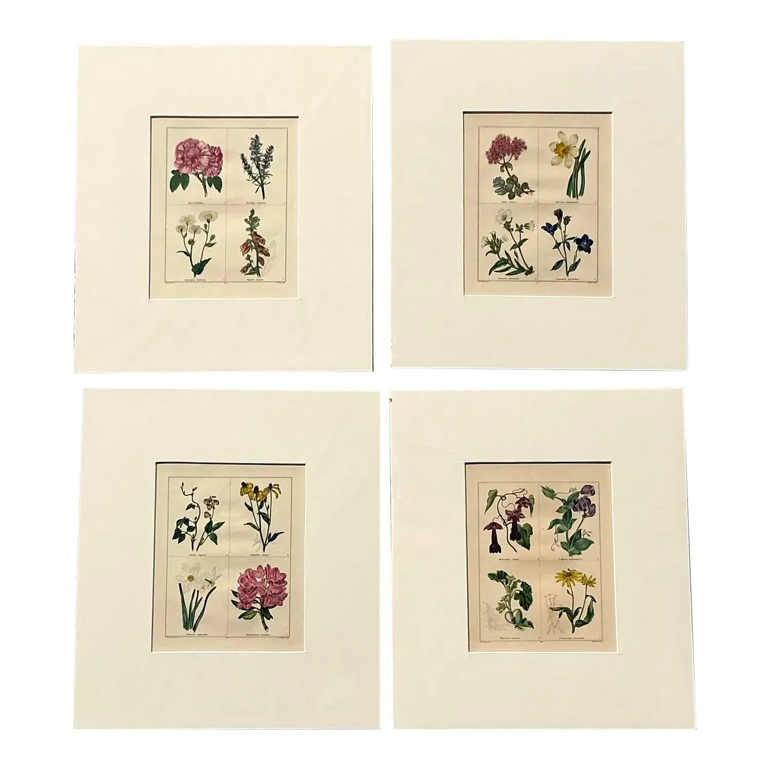 Vintage Regency Original Botanical Prints - Set of Four — additional photo 1