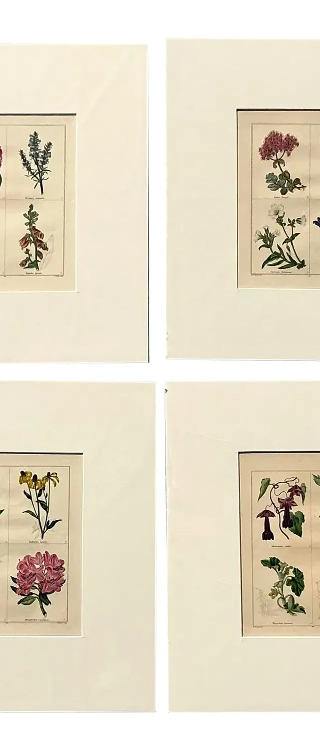 Vintage Regency Original Botanical Prints - Set of Four