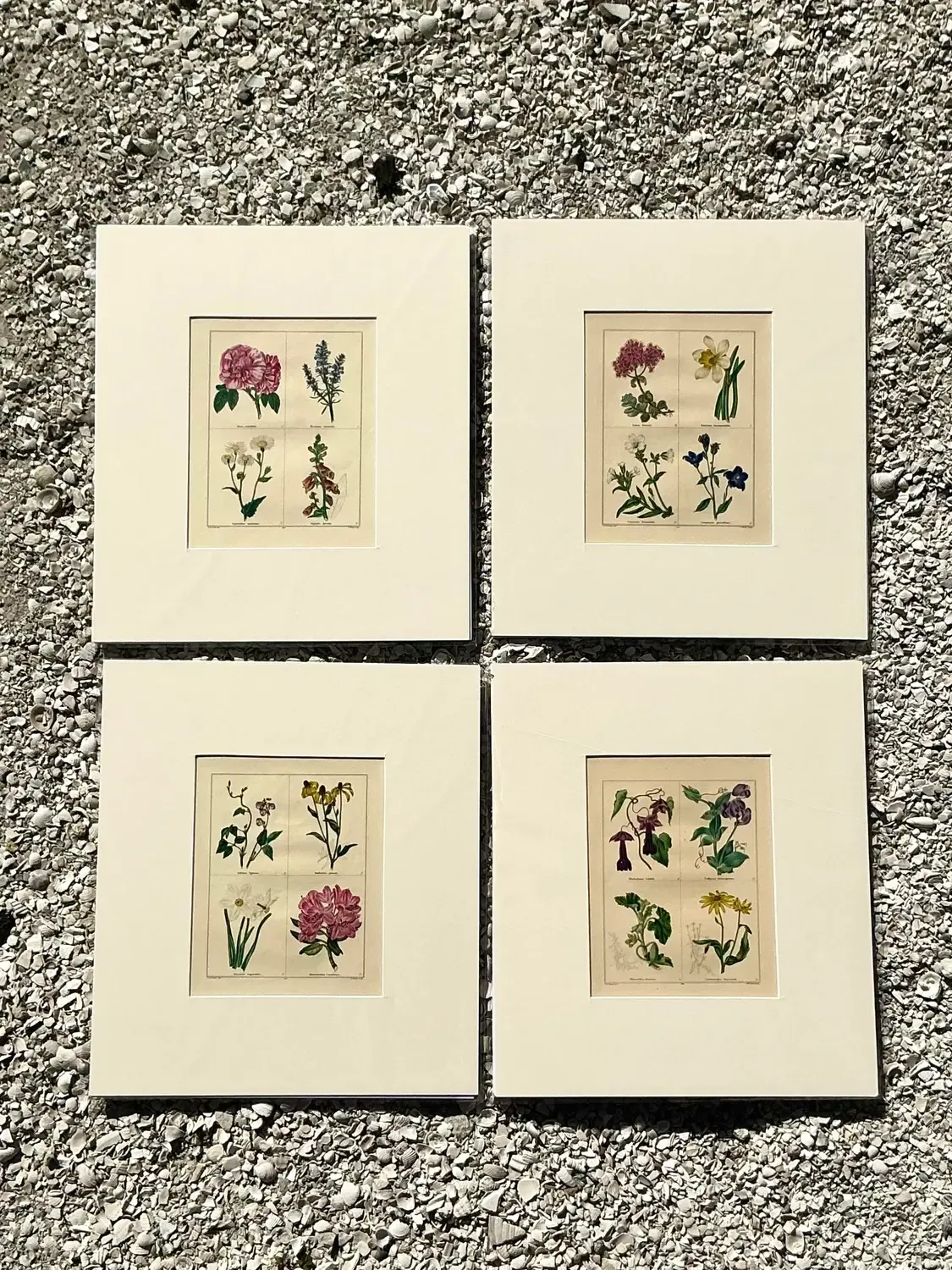 Vintage Regency Original Botanical Prints - Set of Four — additional photo 2
