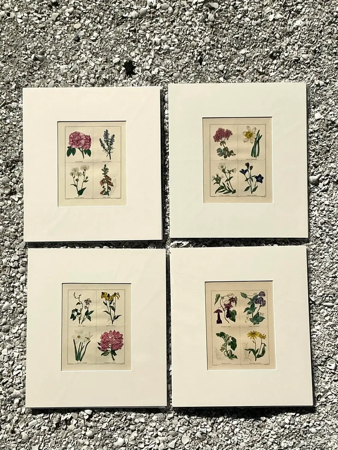Vintage Regency Original Botanical Prints - Set of Four — additional photo 3