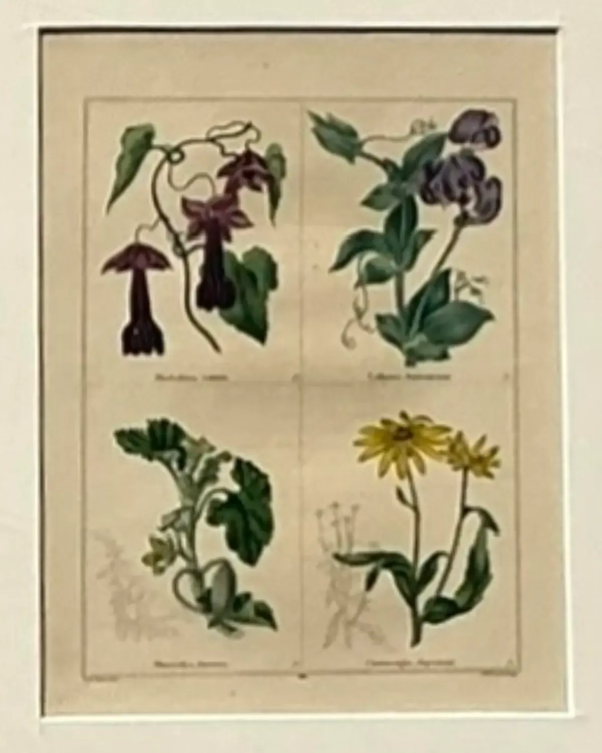 Vintage Regency Original Botanical Prints - Set of Four — additional photo 5