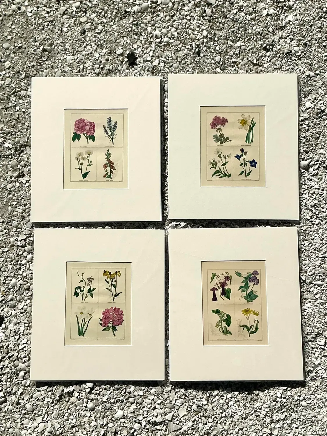 Vintage Regency Original Botanical Prints - Set of Four — additional photo 6
