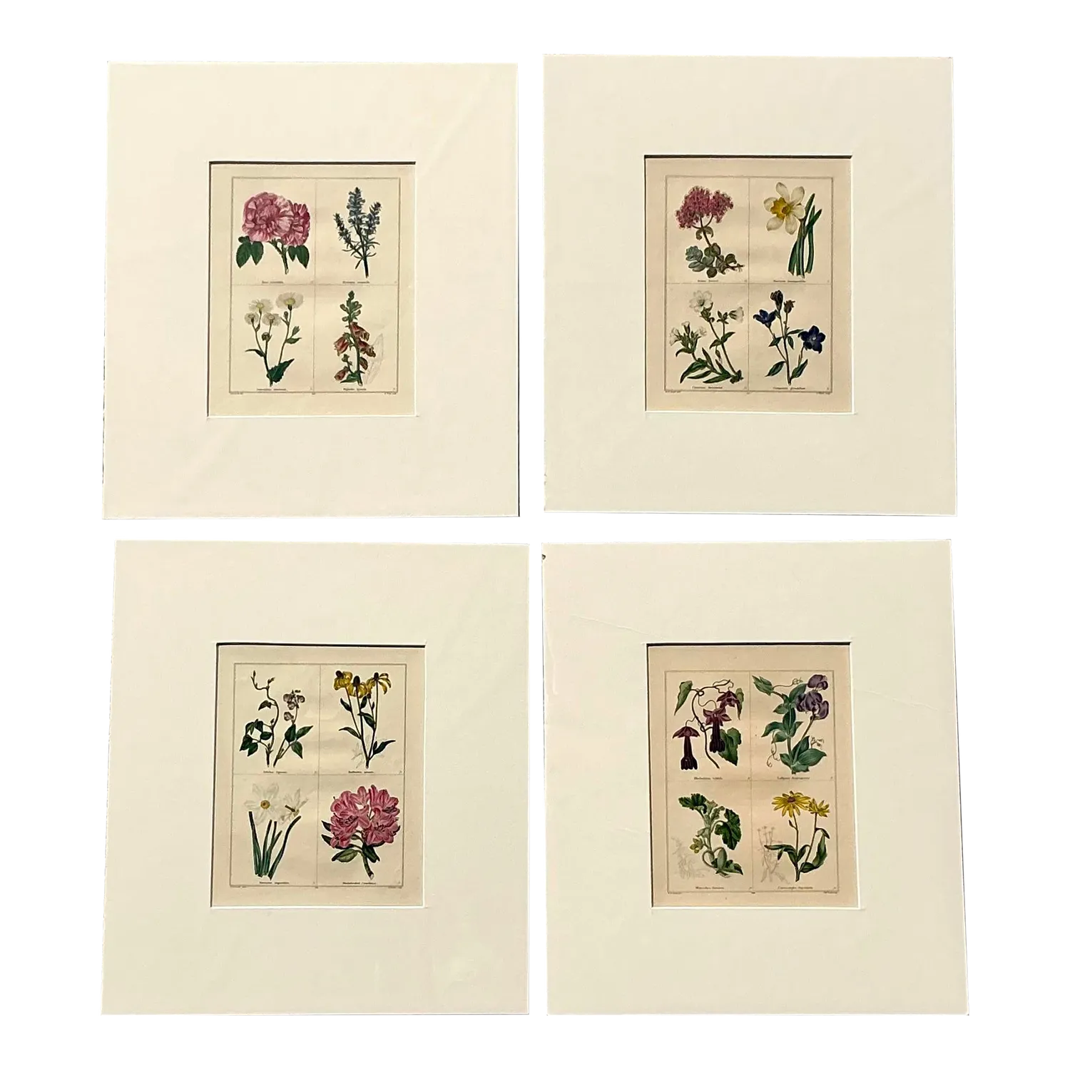 Vintage Regency Original Botanical Prints - Set of Four — additional photo 7