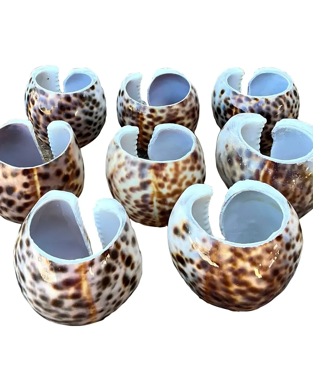 Vintage Sliced Shell Napkin Holders - Set of 8