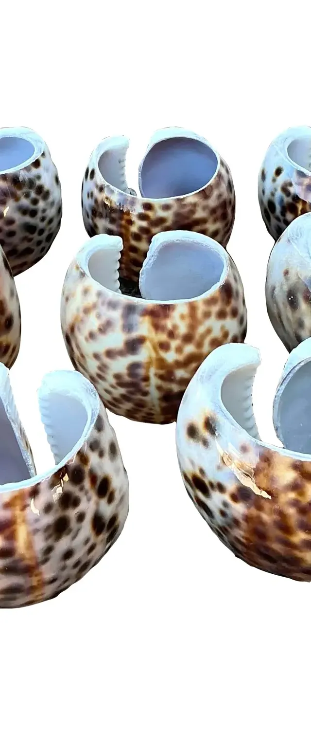 Vintage Sliced Shell Napkin Holders - Set of 8