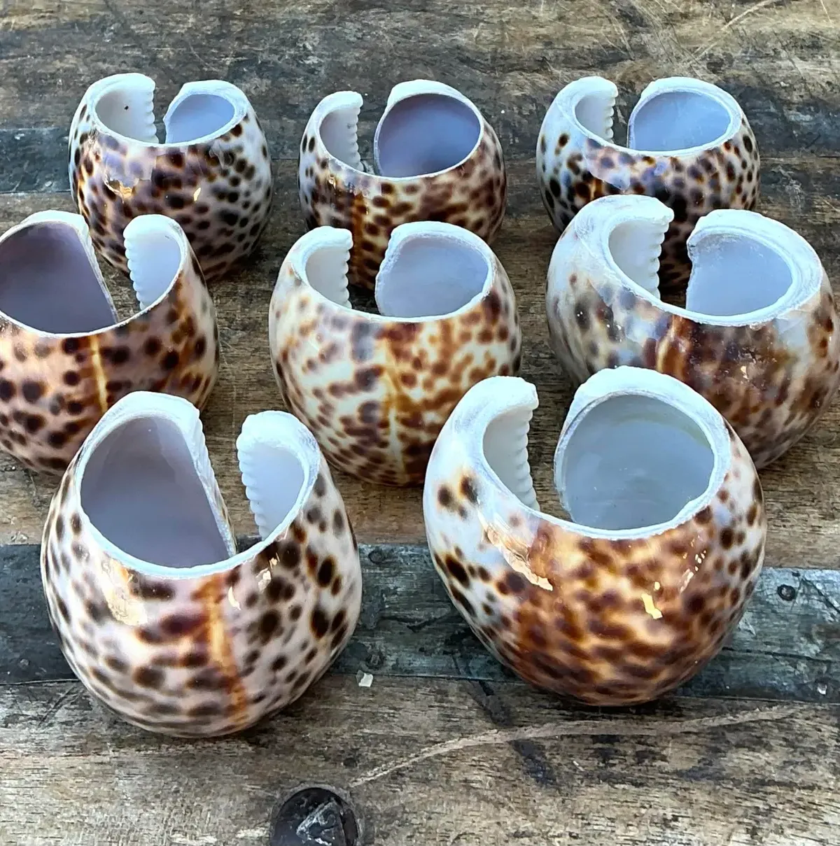 Vintage Sliced Shell Napkin Holders - Set of 8 — additional photo 1