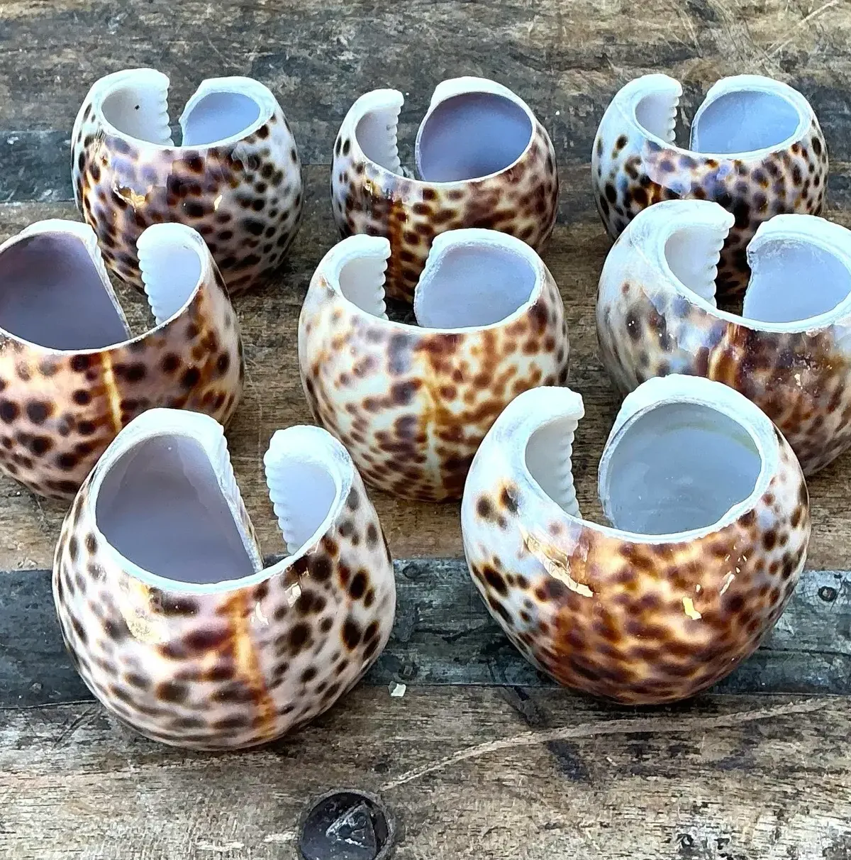 Vintage Sliced Shell Napkin Holders - Set of 8 — additional photo 3
